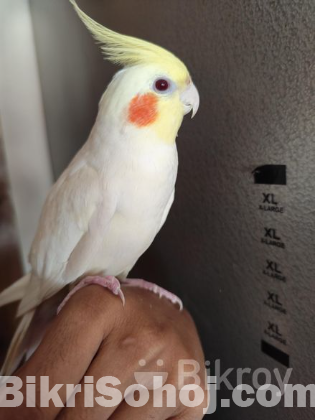 Lutino Cockatiel